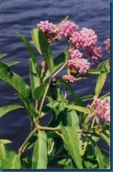 Monarch on Swamp Milkweed