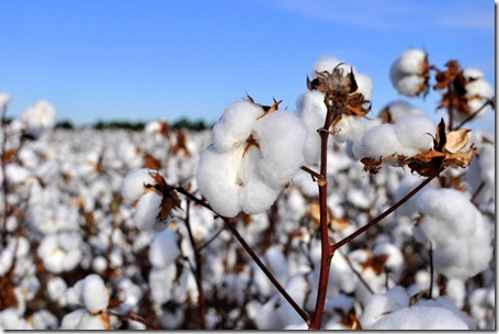 new farm cotton 2012 (20)