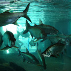 Peces del Acuario Peces del Acuario
