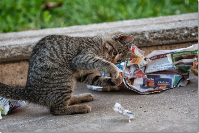 Cat Cat