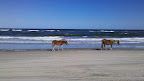 Cycle NC 2011 - 530 miles of riding and a short stroll down Corolla Beach to see these wild horses.