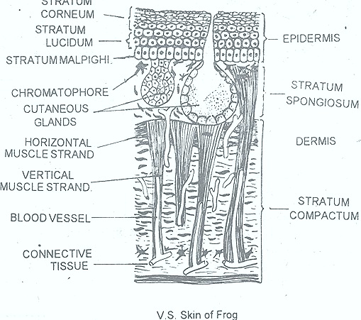 rana-skin-frog-integument rana-skin-frog-integument