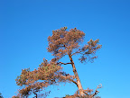 Old pine tree