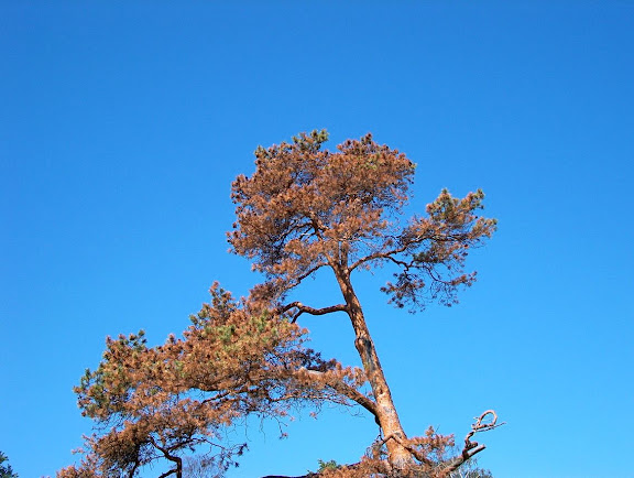 Old pine tree
