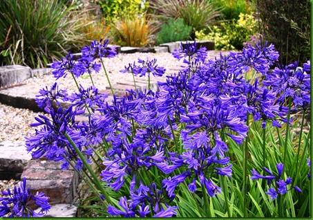 Agapanthus Azul Agapanthus Azul