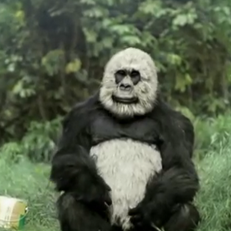 El simio que quería ser panda