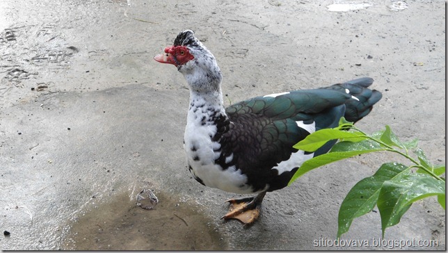 pato Pato