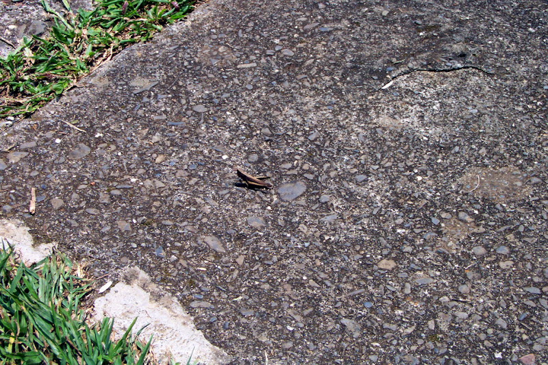 20060819_22_kenting_132.jpg