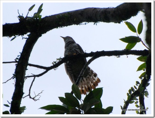 Indian_cuckoo2