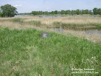 dsc06850.jpg