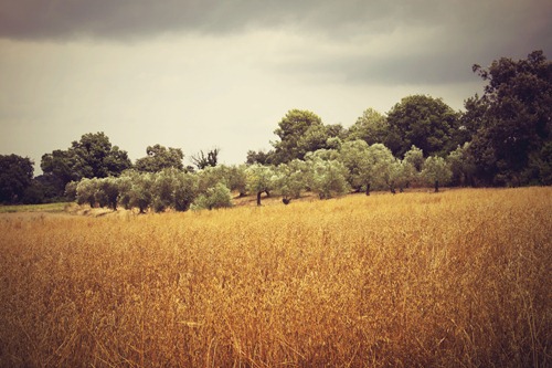 IMG_1161 IMG_1161