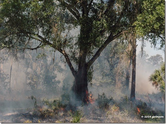 Myakka River SP fire 007