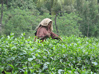 Tea Picking