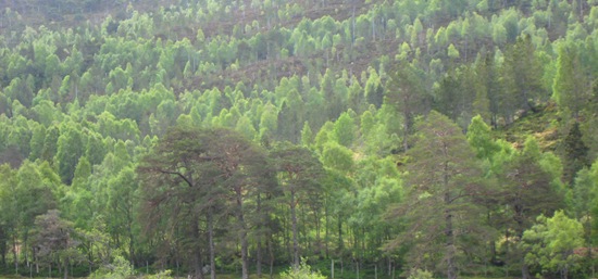 Glen Cannich Trees