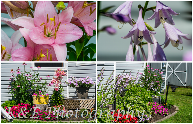 [Summer%25202014%2520front%2520gardenPicMonkey%2520Collage%255B2%255D.png]