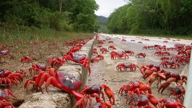 red-crab-migration-5