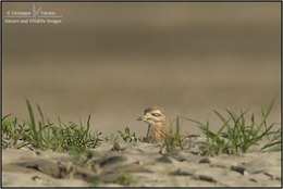 Occhione---Stone-Curlew-(Burhinus-oedicnemus)-061920111DIII1130