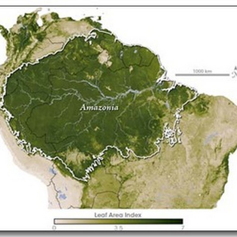 La Amazonia es el hogar de la mayor colección de especies vivas de