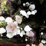 Cogumelos na madeira - Parque da Pedra Pintada -  El Valle - Panamá