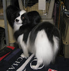 Papillon