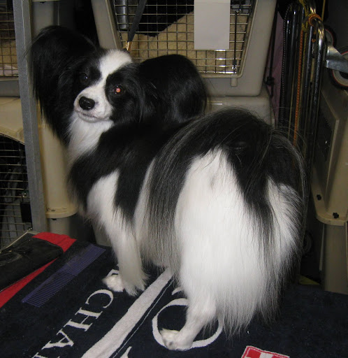 Papillon