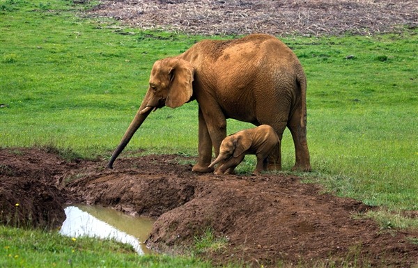 [mama%2520elefante%2520salva%2520peque%25C3%25B1o%255B3%255D.jpg]
