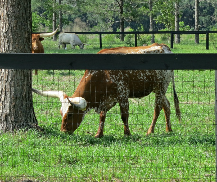 [CowIMG_3141%255B4%255D.jpg]