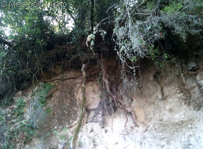 [arvore%2520em%2520queda%255B10%255D.jpg]