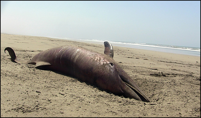 A dolphin carcass lies on the beach at Puerto Eten in Lambayeque, Peru, Saturday, 4 January 2014. Photo: AP