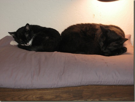 kitties 6-3-12_0002 kitties 6-3-12_0002