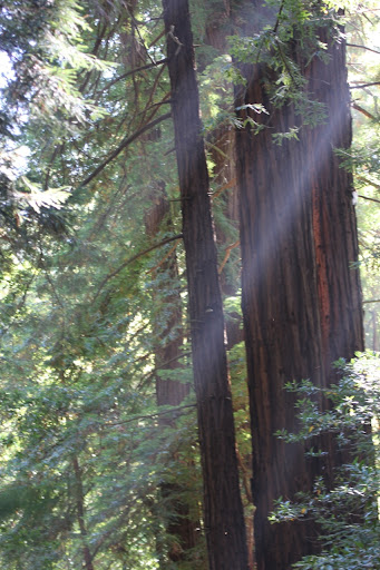 Day 1 - September 9, 2012, Muir Woods. Giant, beautiful Redwood trees