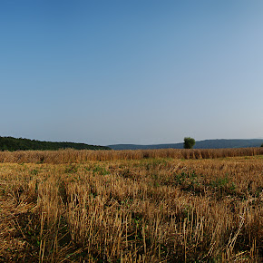 Panoramic (180° view)