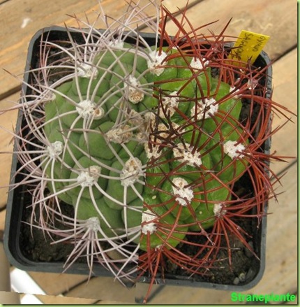 Gymnocalycium saglionis Sin saglione