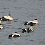 Common and king eiders