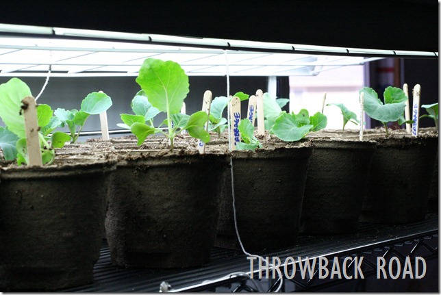 transplanting seedlings 036