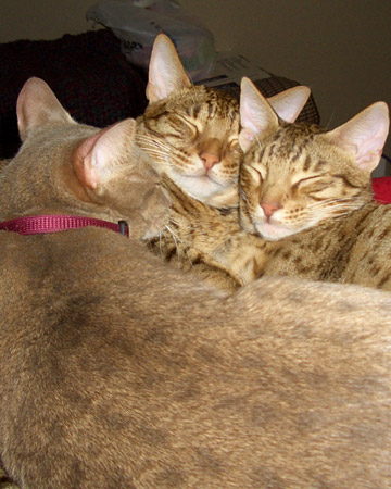 Kai, Kilo, and Koda, ocicats from Deer Park, Texas, love sleeping together. Contributed by txtwyst. Kai, Kilo, and Koda, ocicats from Deer Park, Texas, love sleeping together. Contributed by txtwyst.