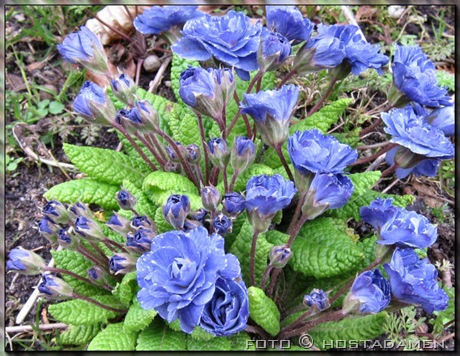 Primula'Miss Indigo'