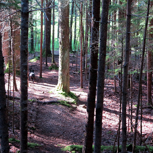 While it's easy to get excited and want to blaze your own path, it's important to follow the trails.  The trails in Acadia are well-marked for everyone's safety.