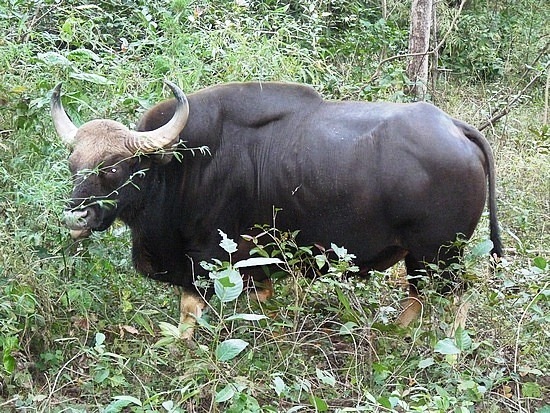 [indian-bison%255B9%255D.jpg]