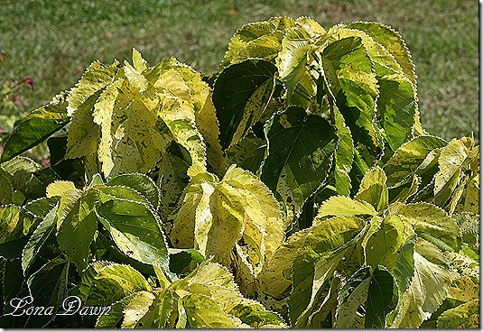 FPC_Acalypha_Tropical_Tempest