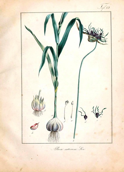 Botanical - Garlic
