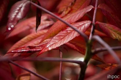 IMG_0502 IMG_0502