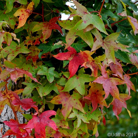 DSC_0396 - Copy DSC_0396 - Copy