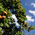 2011.09.11. - Trdinov vrh