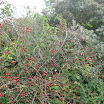 eerstes zwin 2011 019.jpg