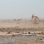 Route de Trufan - Champs de puits de pétrole