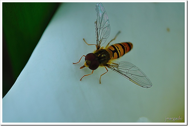 DSC_2566 DSC_2566