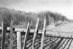 Sand-Dune-Fencing-9