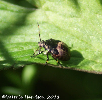 [9-shieldbug%255B2%255D.jpg]