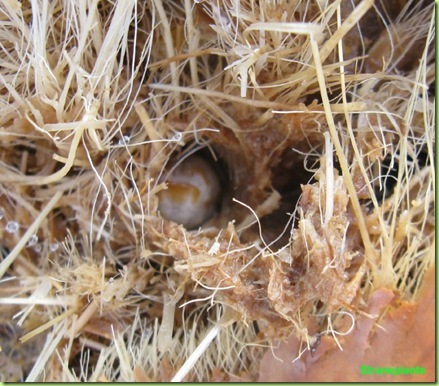 larva Rhynchophorus ferrugineus nella galleria larva Rhynchophorus ferrugineus nella galleria